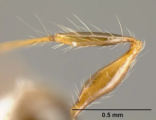 Pheidole bigote specimen JTLC000014969 image jtlc000014969_4