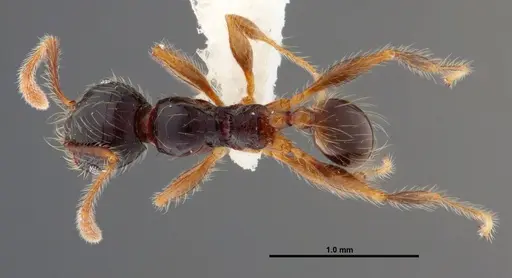 Pheidole bigote specimen JTLC000014973 image jtlc000014973_1