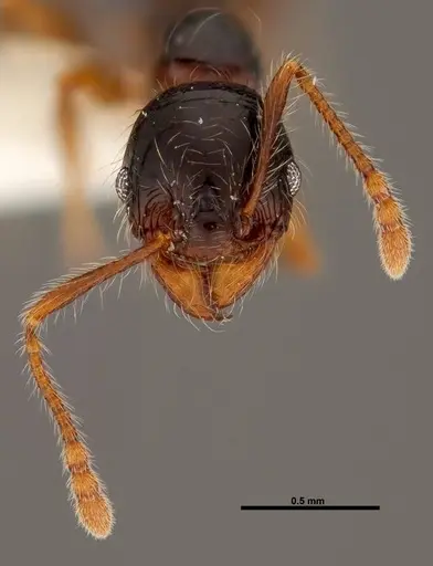 Pheidole bigote specimen JTLC000014973 image jtlc000014973_2