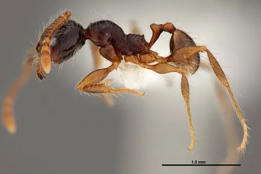 Pheidole bigote specimen JTLC000014973 image jtlc000014973_3