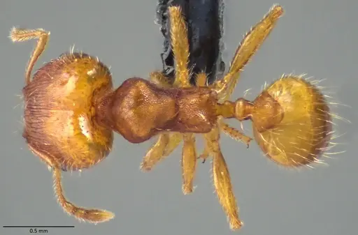 Pheidole bilimeki specimen ANTWEB1060065 image antweb1060065_1