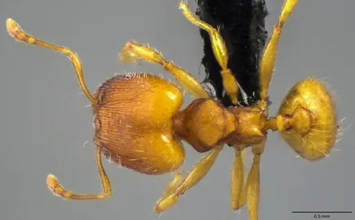 Pheidole bilimeki specimen ANTWEB1060066 image antweb1060066_1