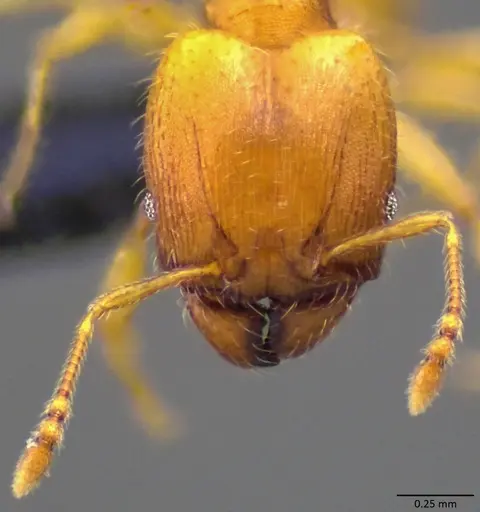 Pheidole bilimeki specimen ANTWEB1060066 image antweb1060066_2