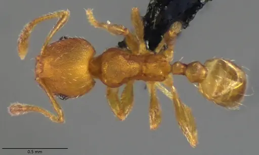 Pheidole bilimeki specimen ANTWEB1060067 image antweb1060067_1