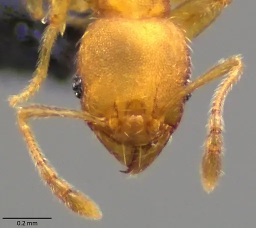 Pheidole bilimeki specimen ANTWEB1060067 image antweb1060067_2