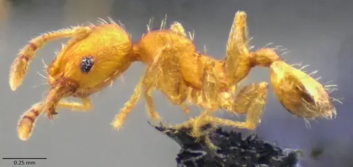 Pheidole bilimeki specimen ANTWEB1060067 image antweb1060067_3
