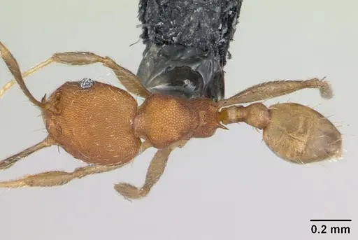 Pheidole bilimeki specimen CASENT0173658 image casent0173658_1