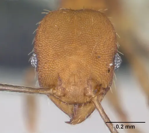 Pheidole bilimeki specimen CASENT0173658 image casent0173658_2