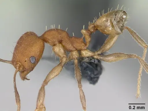 Pheidole bilimeki specimen CASENT0173658 image casent0173658_3