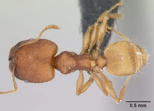 Pheidole bilimeki specimen CASENT0173659 image casent0173659_1