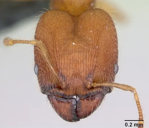 Pheidole bilimeki specimen CASENT0173659 image casent0173659_2