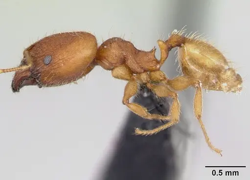Pheidole bilimeki specimen CASENT0173659 image casent0173659_3