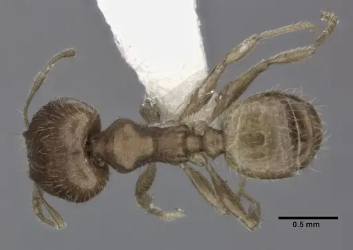 Pheidole bilimeki specimen CASENT0246095 image casent0246095_1