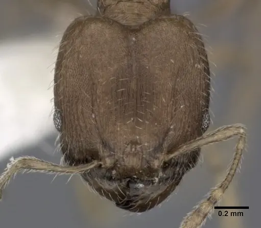 Pheidole bilimeki specimen CASENT0246095 image casent0246095_2