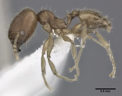 Pheidole bilimeki specimen CASENT0246095 image casent0246095_3