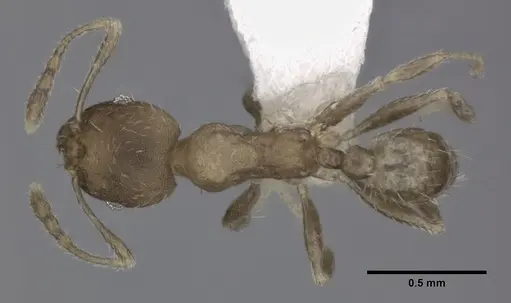 Pheidole bilimeki specimen CASENT0246096 image casent0246096_1