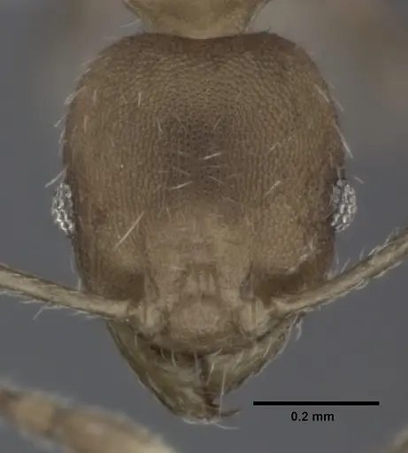 Pheidole bilimeki specimen CASENT0246096 image casent0246096_2