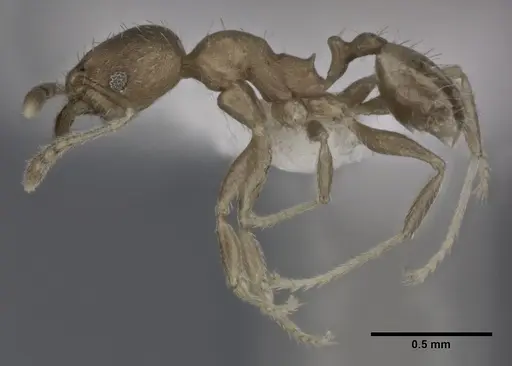Pheidole bilimeki specimen CASENT0246096 image casent0246096_3