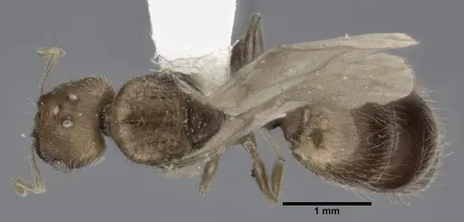 Pheidole bilimeki specimen CASENT0246097 image casent0246097_1