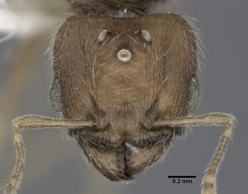 Pheidole bilimeki specimen CASENT0246097 image casent0246097_2