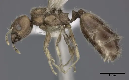 Pheidole bilimeki specimen CASENT0246097 image casent0246097_3