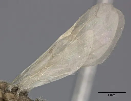 Pheidole bilimeki specimen CASENT0246097 image casent0246097_4