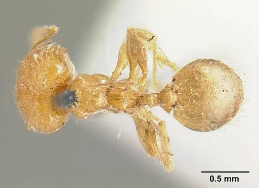 Pheidole bilimeki specimen CASENT0601281 image casent0601281_1