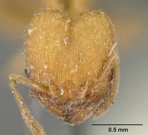 Pheidole bilimeki specimen CASENT0601281 image casent0601281_2