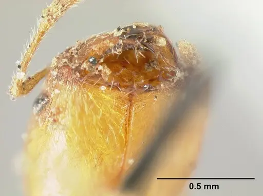 Pheidole bilimeki specimen CASENT0601281 image casent0601281_3