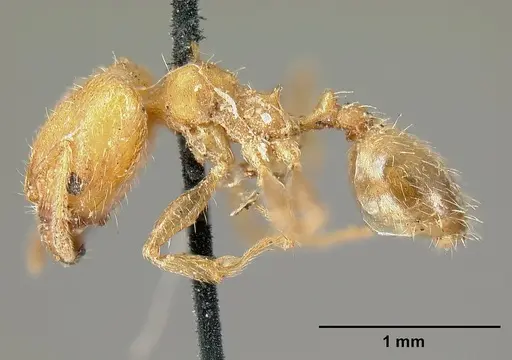 Pheidole bilimeki specimen CASENT0601281 image casent0601281_4