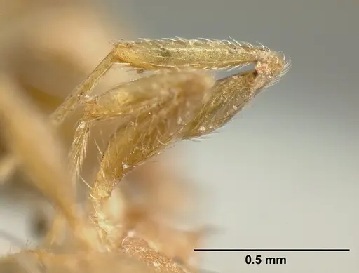 Pheidole bilimeki specimen CASENT0601281 image casent0601281_5