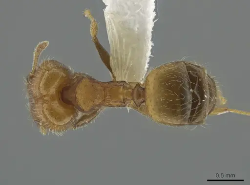 Pheidole bilimeki specimen CASENT0637209 image casent0637209_1