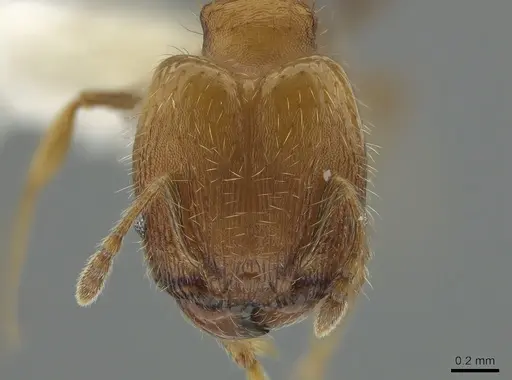 Pheidole bilimeki specimen CASENT0637209 image casent0637209_2