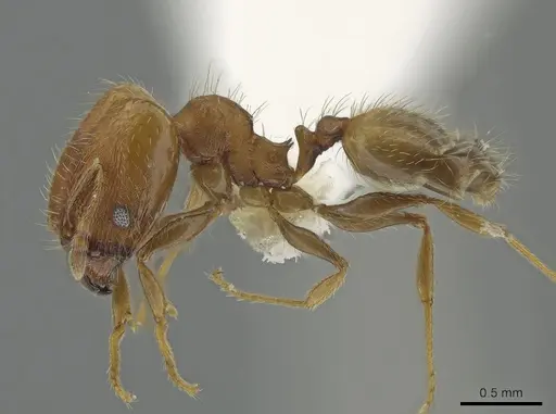 Pheidole bilimeki specimen CASENT0637209 image casent0637209_3