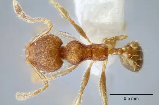 Pheidole bilimeki specimen CASENT0649570 image casent0649570_1