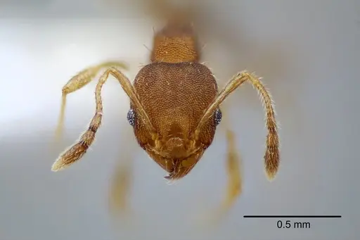 Pheidole bilimeki specimen CASENT0649570 image casent0649570_2