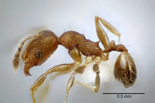 Pheidole bilimeki specimen CASENT0649570 image casent0649570_3
