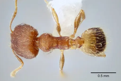 Pheidole bilimeki specimen CASENT0649571 image casent0649571_1
