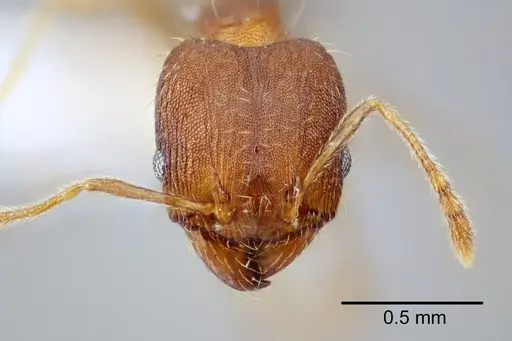 Pheidole bilimeki specimen CASENT0649571 image casent0649571_2
