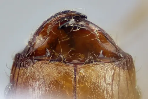 Pheidole bilimeki specimen CASENT0649571 image casent0649571_3