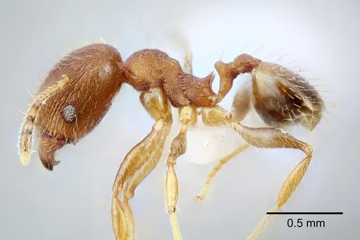 Pheidole bilimeki specimen CASENT0649571 image casent0649571_4