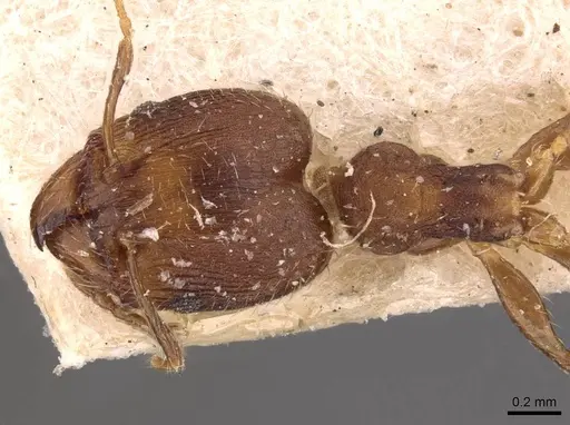 Pheidole bilimeki specimen CASENT0908251 image casent0908251_1