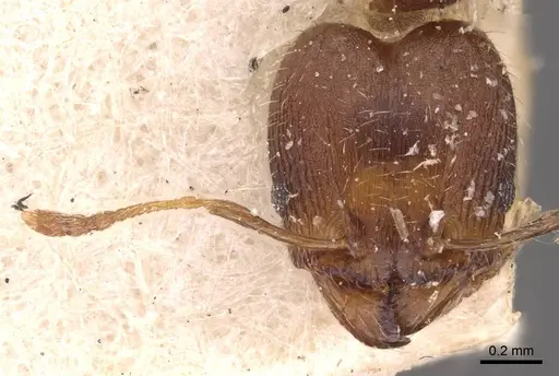 Pheidole bilimeki specimen CASENT0908251 image casent0908251_3