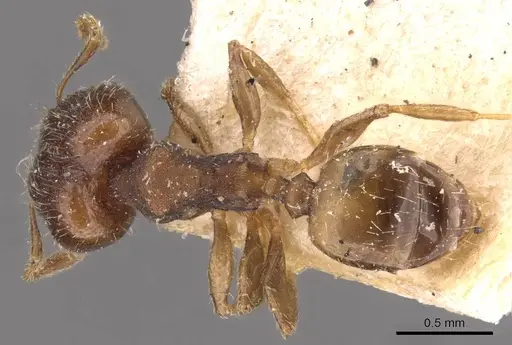 Pheidole bilimeki specimen CASENT0908278 image casent0908278_1