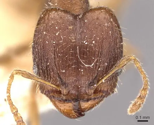 Pheidole bilimeki specimen CASENT0908278 image casent0908278_2