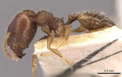 Pheidole bilimeki specimen CASENT0908278 image casent0908278_3