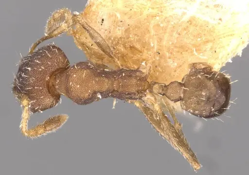 Pheidole bilimeki specimen CASENT0908279 image casent0908279_1