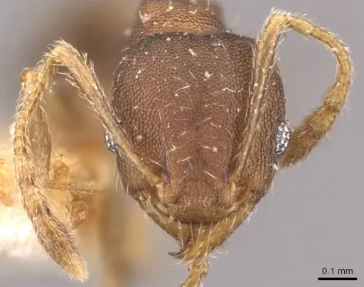 Pheidole bilimeki specimen CASENT0908279 image casent0908279_2