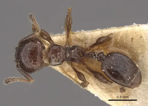 Pheidole bilimeki specimen CASENT0917770 image casent0917770_1