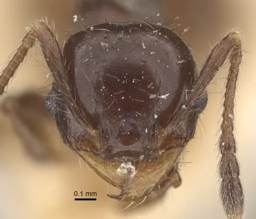 Pheidole bilimeki specimen CASENT0917770 image casent0917770_2